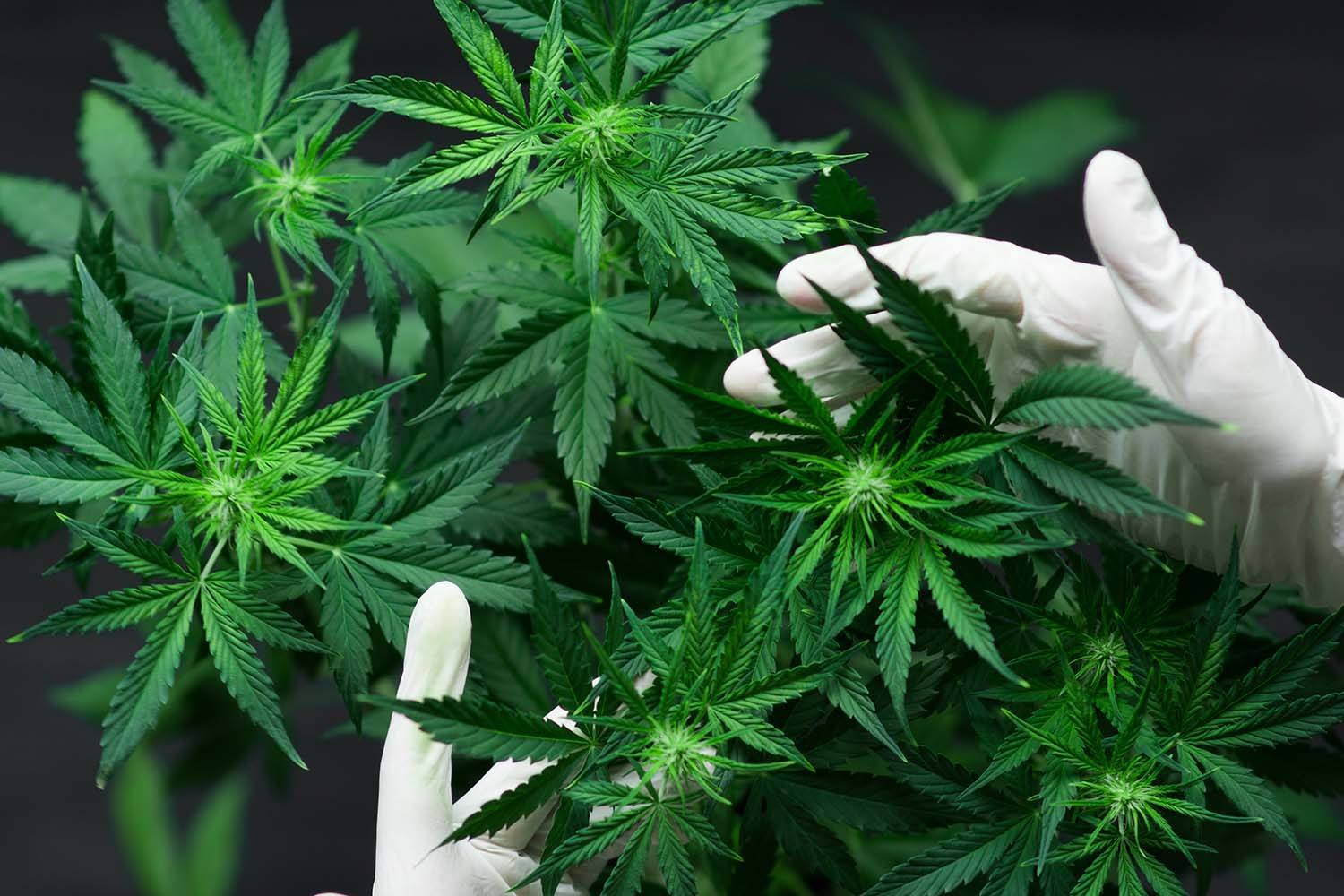 Premium cannabis products